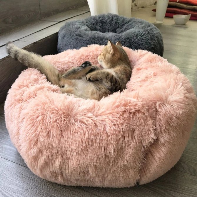 The Best Pet Bed